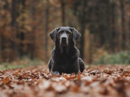 Frontales Platz von Ever