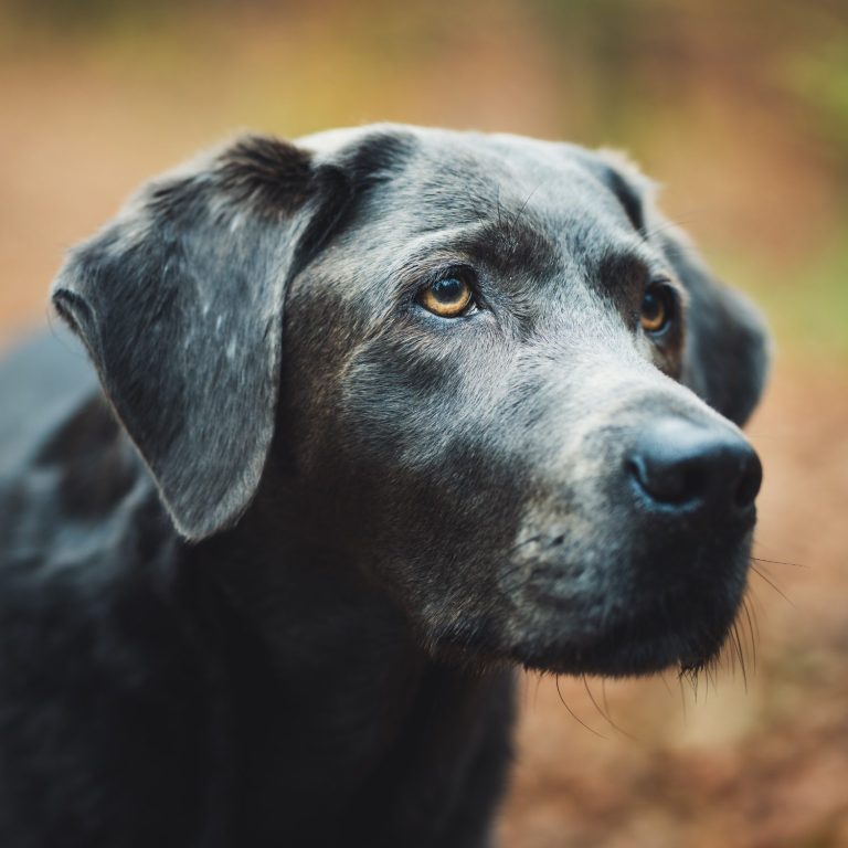 Portrait von dem Labrador Ever