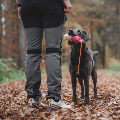 Labrador Ever hält einen Dummy im Maul