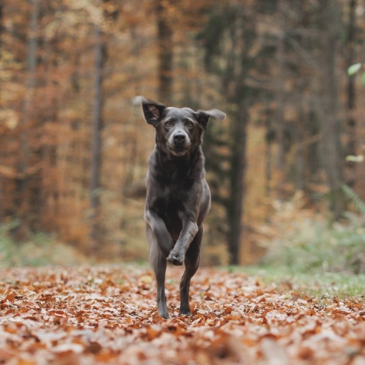 Labrador Ever rennt auf die Kamera zu